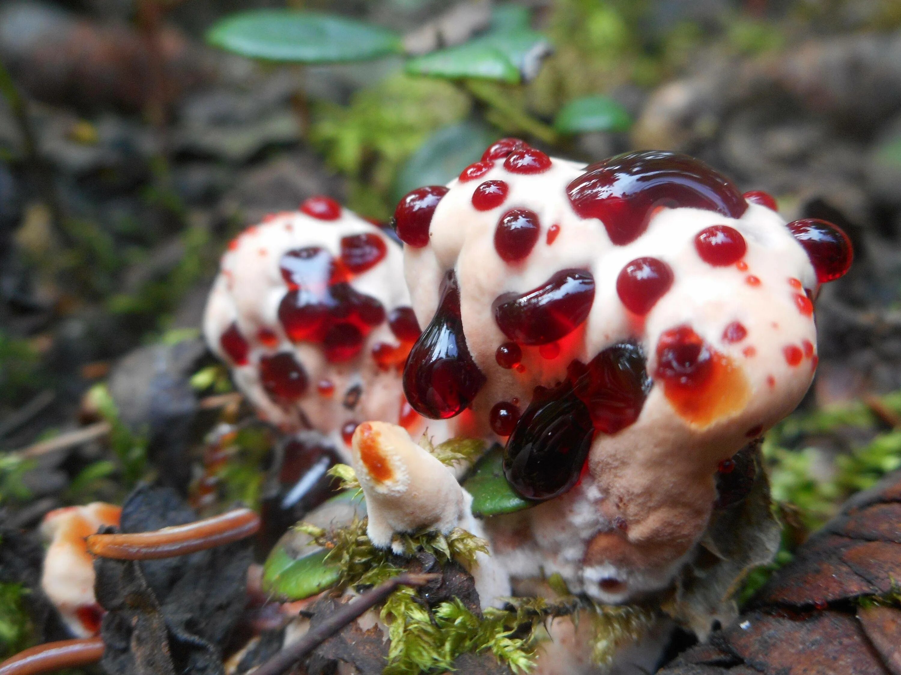 Гриб ежовик Дьявольский. Ежовик кровоточащий / Hydnellum peckii. Гиднеллум ПЕКА (Кровавый зуб). Редкий красный гриб