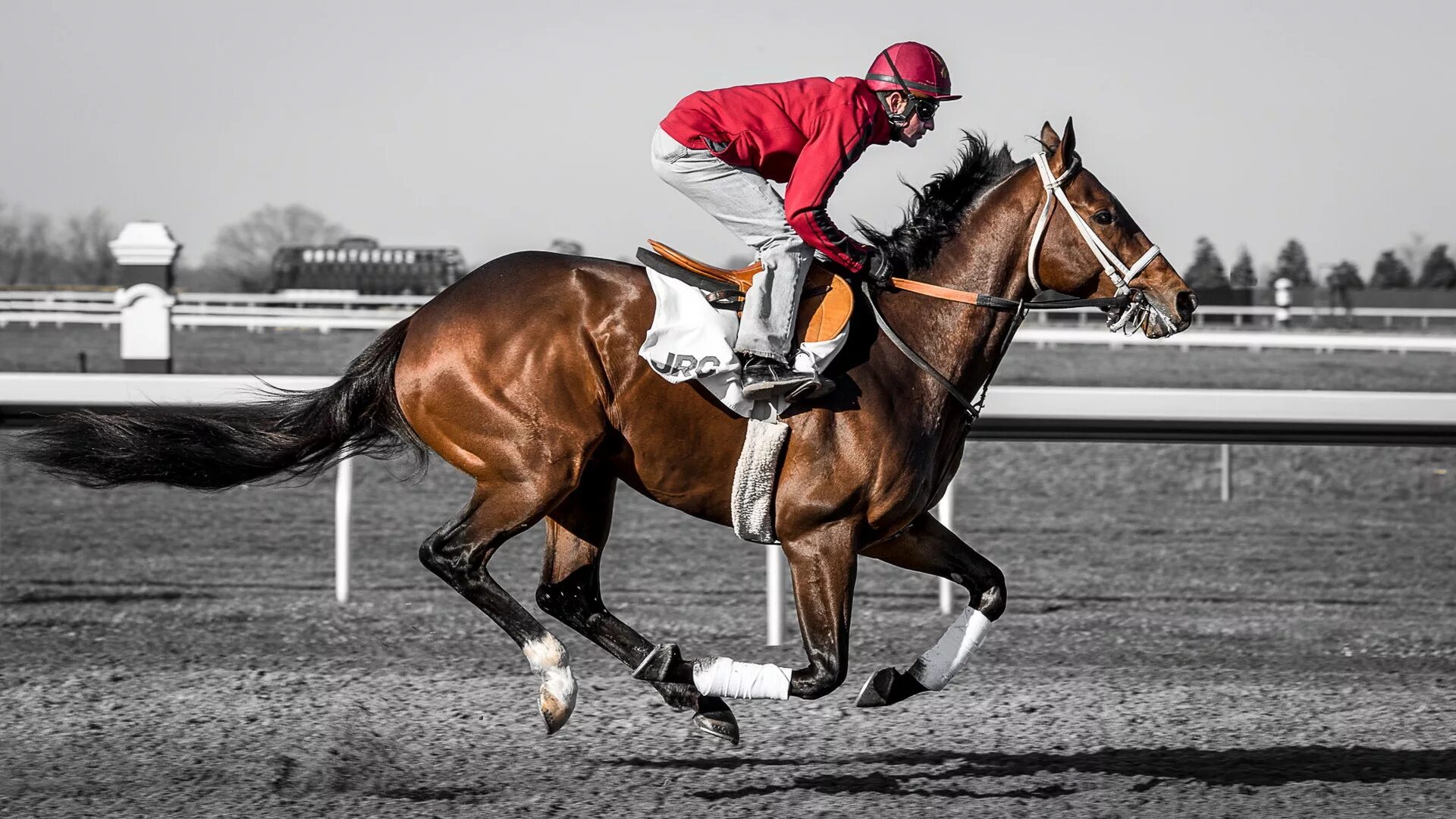 Sports horse. Жокей конный спорт. Наездник жокей всадник. Жокей на лошади скачки. Капышев Жоккей.