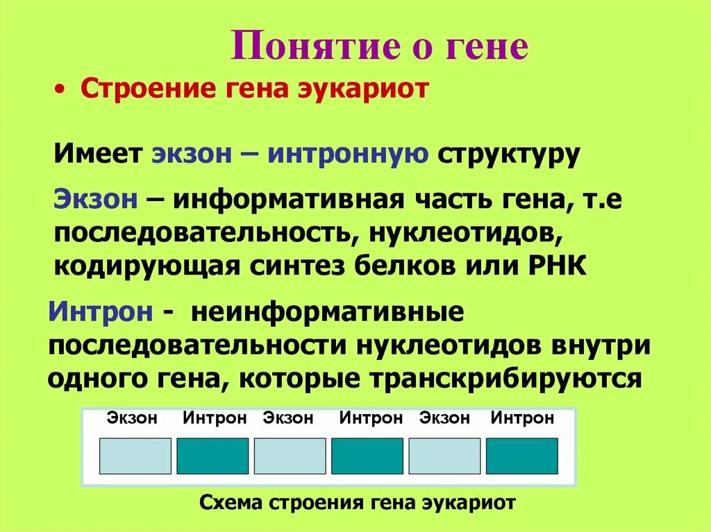 Состав доступный. Строение Гена. Понятие о гене. Структура Гена эукариот. Понятие Гена и строение.