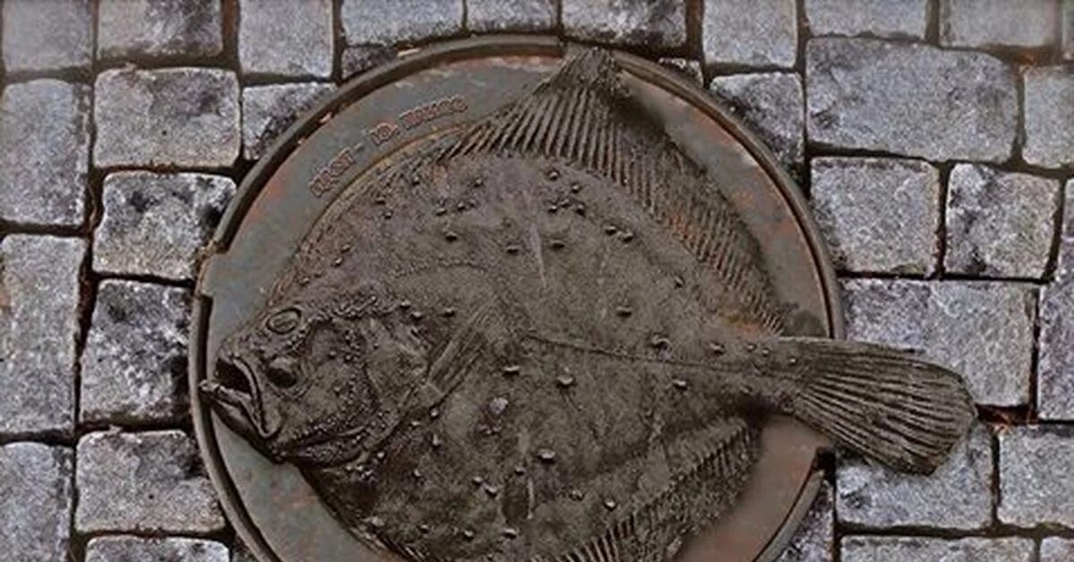 Камбала глосса. Камбала черноморская. Камбала дальневосточная. Калкан рыба черноморский. Камбала калкан черноморская.