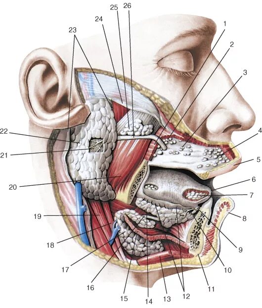 Нижняя часть рта. Околоушная слюнная железа анатомия. Околоушная слюнная железа топографическая анатомия. Слюнные железы топография. Слюнные железы строение анатомия.