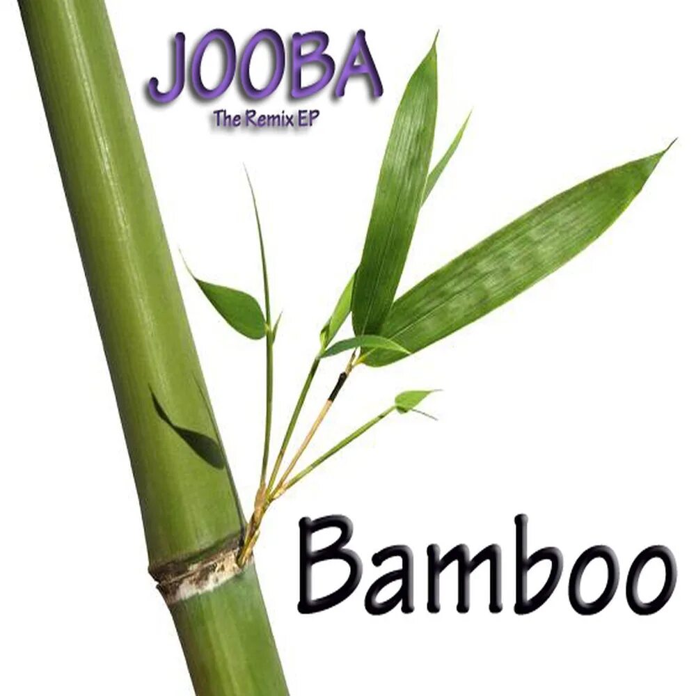 Knock here. Топик бамбук. Bamboo переводчик. Ветром колышет бамбук. Бамбук песня.