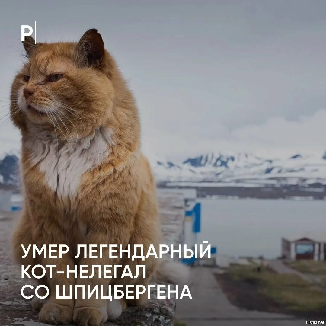 Почему на шпицбергене запрещены кошки