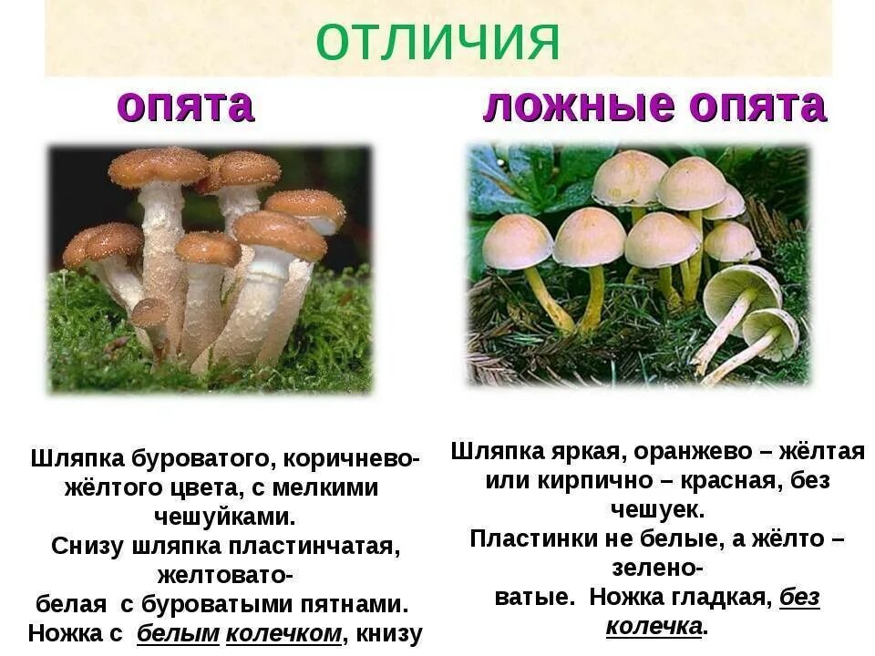 Как отличить ложные опята от настоящих
