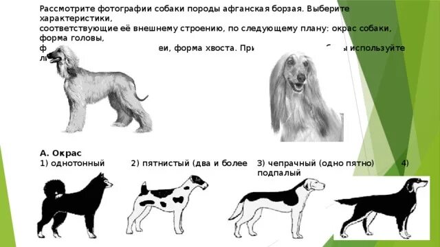 Рассмотрите фотографию кошки породы. Афганская борзая подпалый окрас. Характеристика собаки Афганская борзая. Афганская борзая характер. Форма головы афганской борзой.