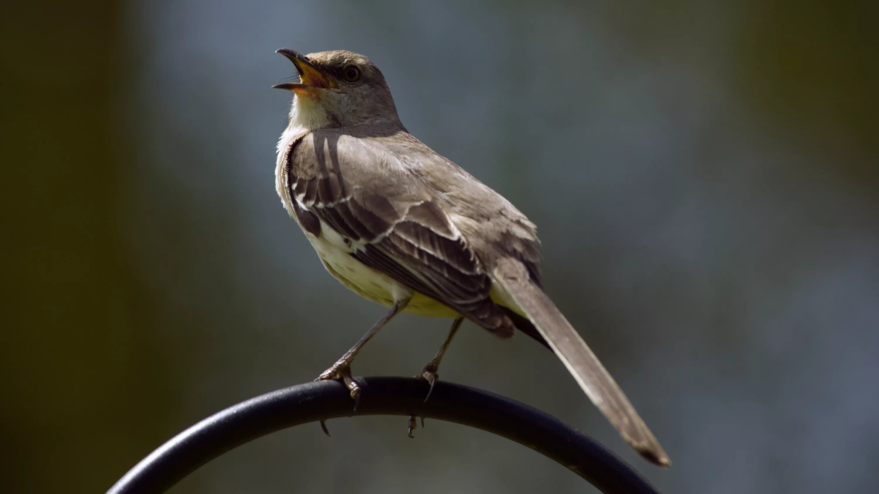 Mocking bird. Mockingbird. Mockingbird пщшефк. Птички для обоев пересмешник. Mockingbird на обои.