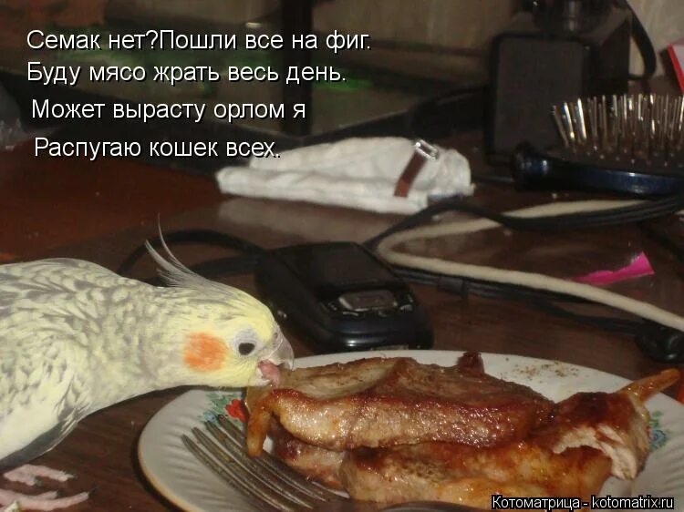 питание волнистых попугаев. попугай корелла маленький. попугай что ли. можно ли попугаям мясо. торт попугай.