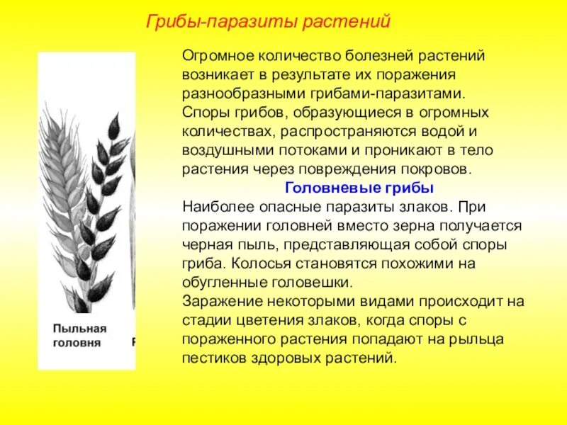 Гриб головня сообщение. Грибы паразиты растений головня. головня и спорынья грибы паразиты. сообщение на тему грибы паразиты. сообщение о грибах паразитах.