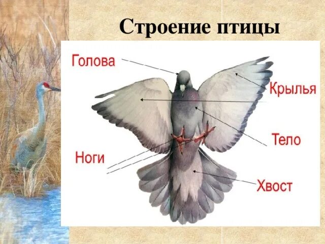 Строение птицы для детей. Части тела птицы. Строение тела птицы. Внешнее строение птиц. Строение птицы для дошкольников.