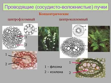 Проводящая ткань у папоротников