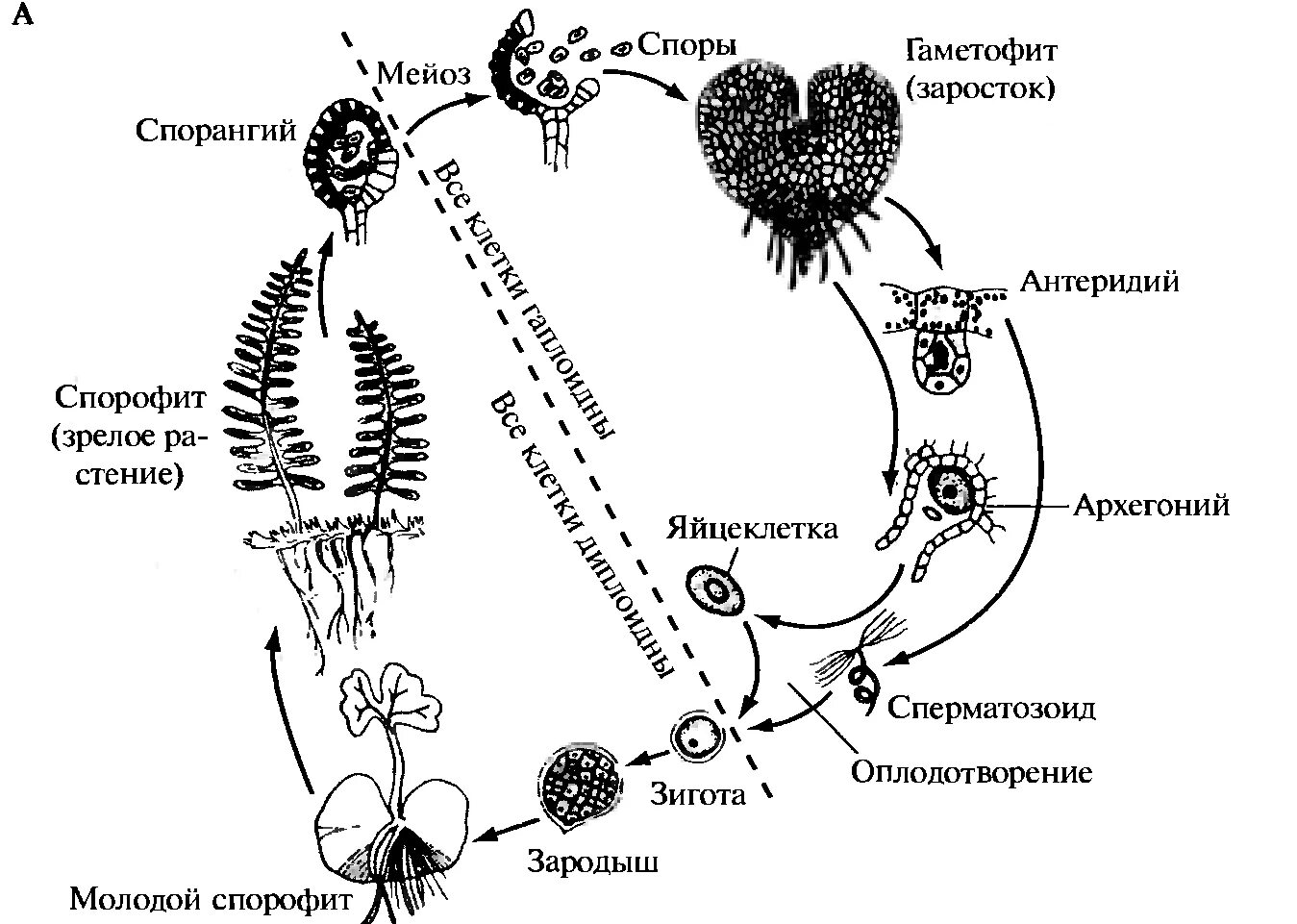 Спорофиты примеры. Цикл развития папоротниковидных схема. Жизненный цикл папоротника щитовника мужского. Схема папоротника жизненный цикл папоротника. Цикл развития щитовника мужского.