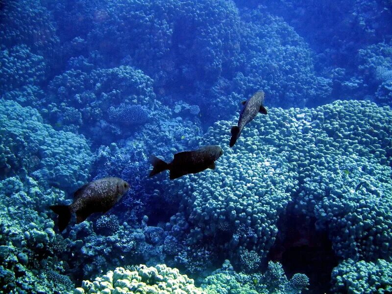 раджа ампат кораллы. коралловые рифы мальдивских островов. атлантический океан коралловый риф. флоры и фауны океанов. большой барьерный риф австралия.