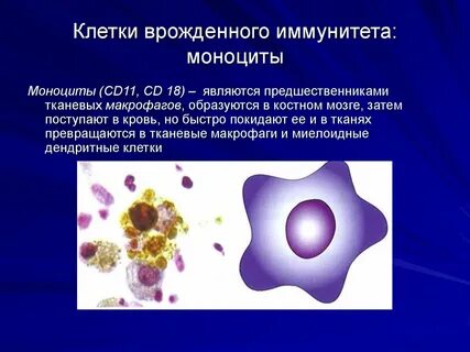 Макрофаги вырабатывают
