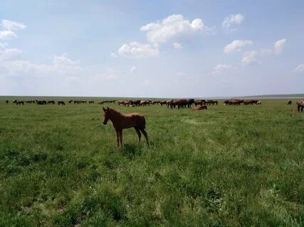 Самая большая степная заповедная территория