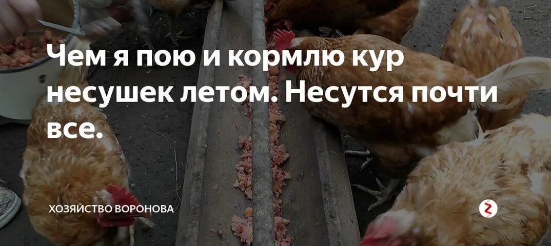 Как кормить курицу несушку летом. Кормление кур. кормление кур несушек. как и чем кормить кур несушек.