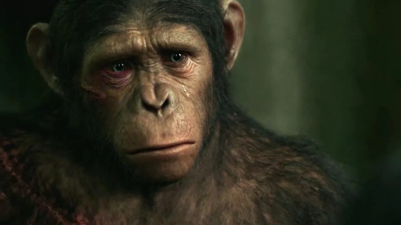 2014. Планета обезьян: революция фильм 2014. Планета обезьян война коба. Планета обезьян революция - dawn of the planet of the apes постер. Планета обезьян революция.