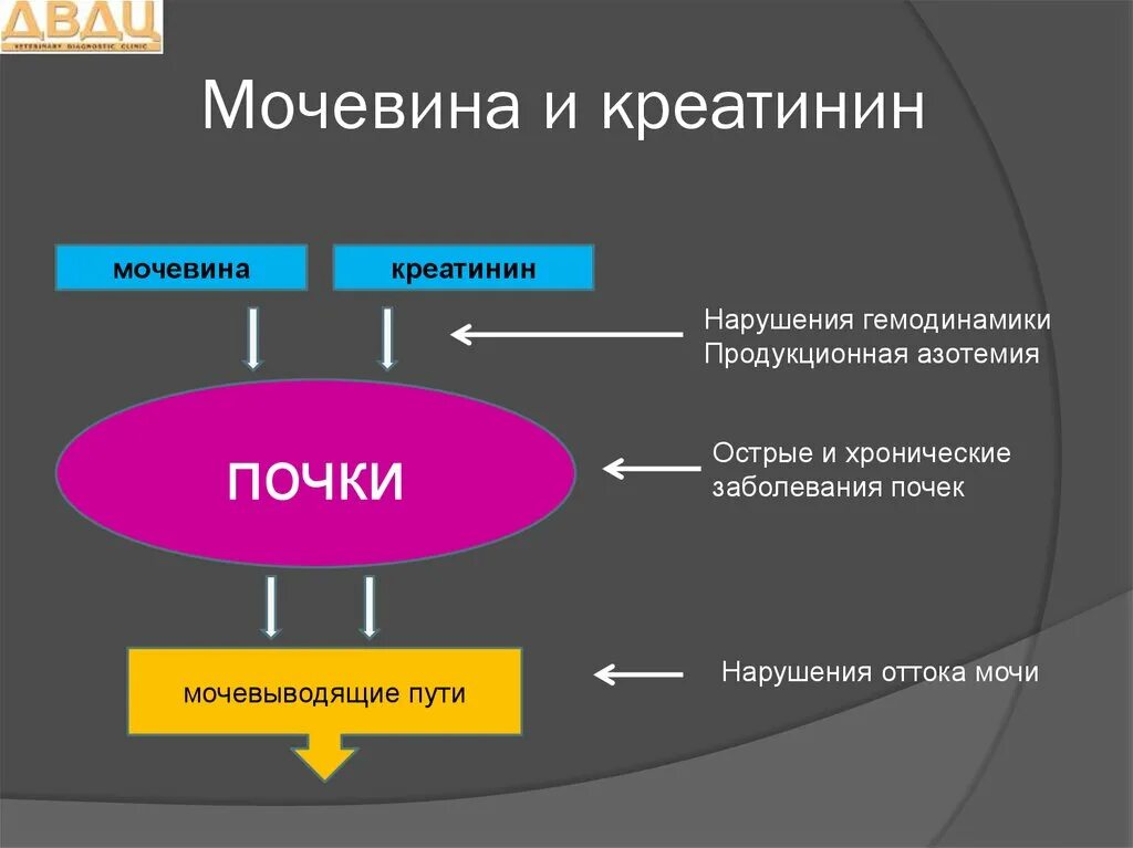 Креатинин 9. Креатинин и мочевина. Креатинин что это такое в крови. Повышение мочевины и креатинина. Креатинин и мочевина в почках.