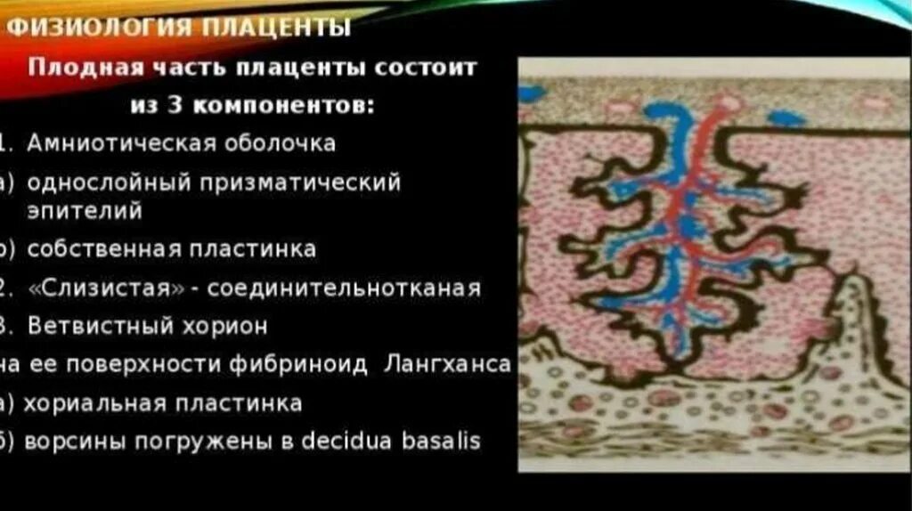 Структурной единицей плаценты является. Материнская часть плаценты фибриноид рора. хориальная пластинка плаценты. материнская часть плаценты состоит. плацента человека плодная часть.