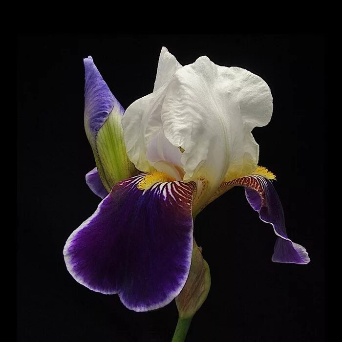 ирис любимый. ирис бородатый свежий кавалер. ирис германский кайюн ритм. ирис любимый. ирисы новый год.
