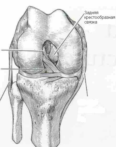 Крестовые связки коленный сустав. Крестообразные связки коленного сустава анатомия. Крестообразные связки колена анатомия. Крестовидные связки коленного сустава анатомия.