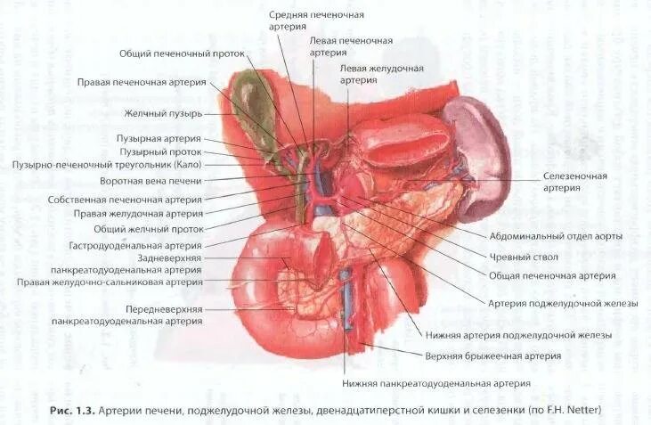 Артерии селезенки. Печеночная артерия анатомия. Панкреатодуоденальная артерия анатомия. Нижняя панкреатическая артерия. Ветви собственной печеночной артерии.