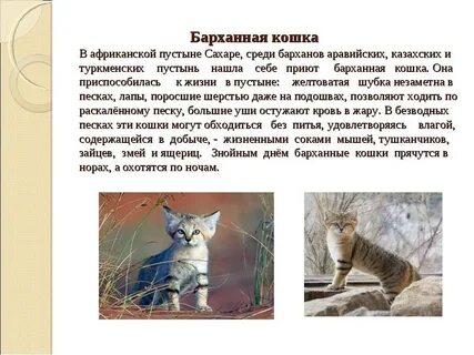 Краткий кота