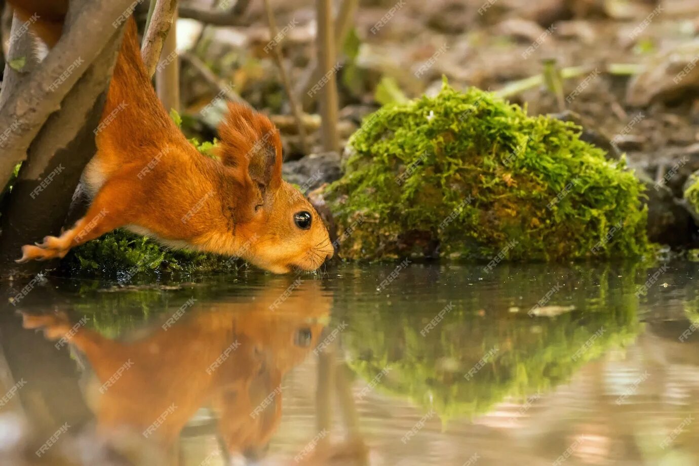 Белки белки воды воды. Белка телеутка. Белка в дикой природе. Природа Крыма животные. Крымская белка.