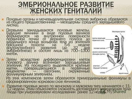 1 развитие половых органов