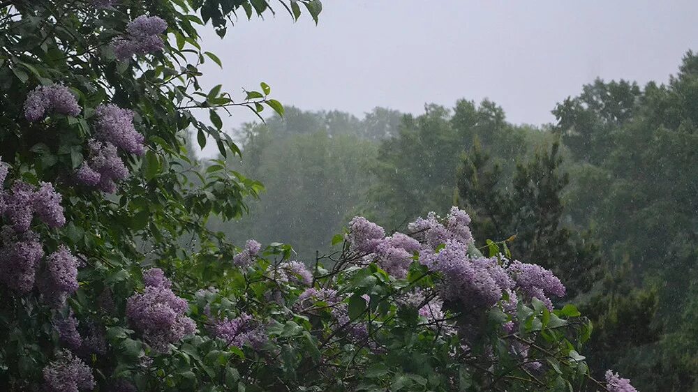 Сирень гроза. Сирень дождь. Куст сирени. Сирень в саду после дождя.