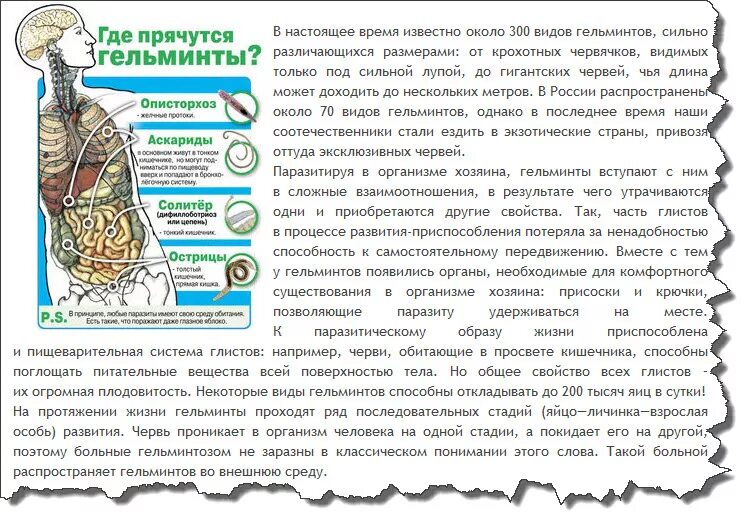 Как можно вывести человека. Очистка кишечника от паразитов. Очистить организм от паразитов. Чистка кишечника от паразитов.