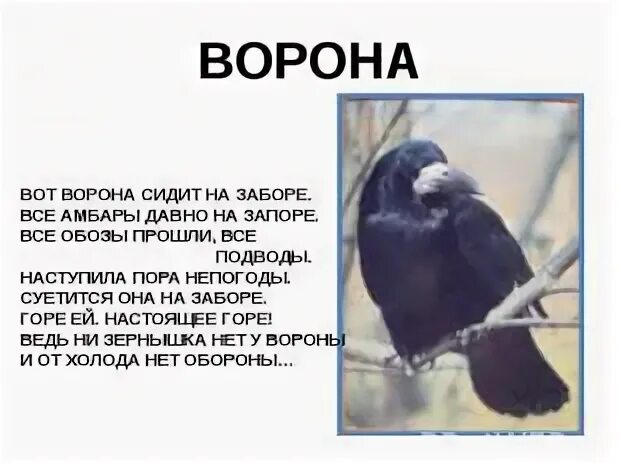 Галка на заборе. Ворон сидит на заборе. Ворон на заборе. Ворон сидит. Черный ворон.