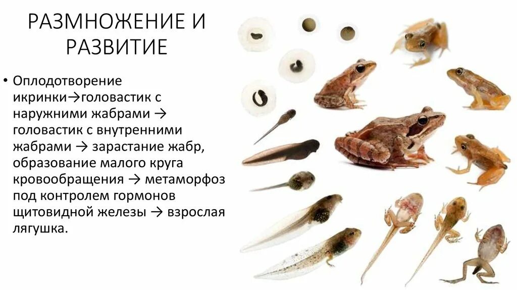 Боковая линия головастика и взрослой лягушки. Стадии развития головастика лягушки. стадии цикла развития лягушки. стадии размножения лягушки. размножение головастиков лягушек.