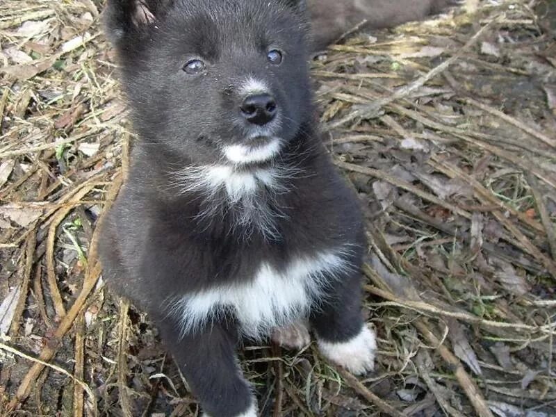 русско-европейская лайка. руско европейская лайка. европейская лайка. щенки лайки русско. рел лайка.