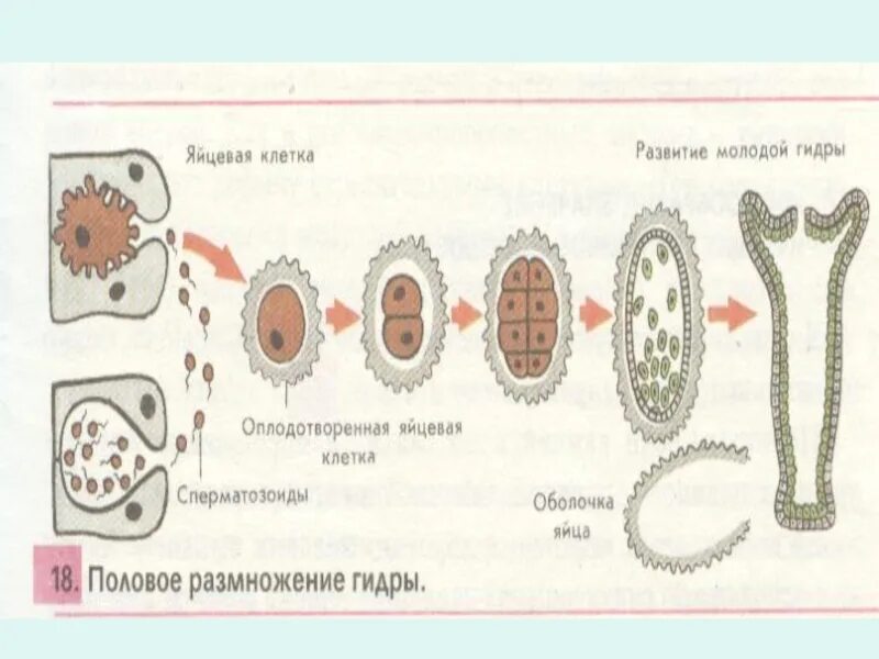 Строение половых клеток гидры. Размножение гидры. Половые клетки гидры строение. Строение половой клетки гидры. Деление клетки гидры