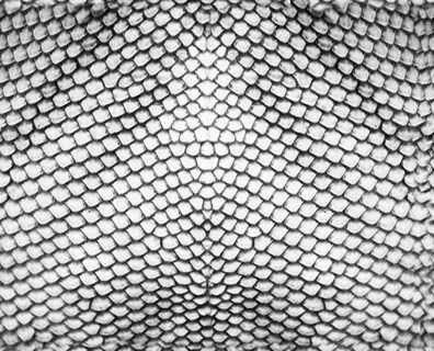 Dragon skin