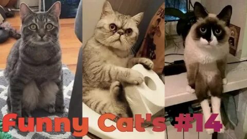 Смешные коты видео на русском