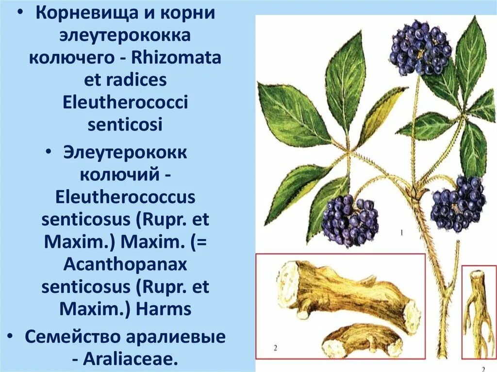 Элеутерококка колючего корни. Элеутерококк колючий Фармакогнозия. Женьшень Сибирский (элеутерококк), корень. Элеутерококк колючий ЛРС. Элеутерококк колючий корневища и корни.