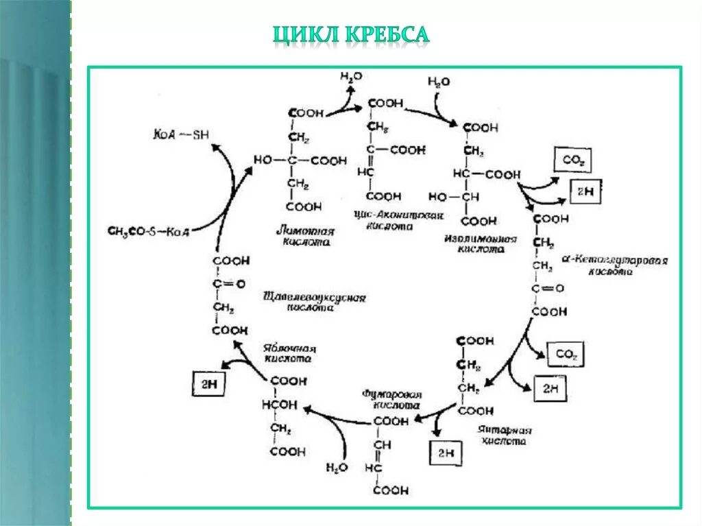 В цикле кребса образуется атф. Промежуточные метаболиты цикла Кребса таблица. Этапы цикла Кребса схема. Цикл трикарбоновых кислот АТФ. Цикл Кребса краткая схема.