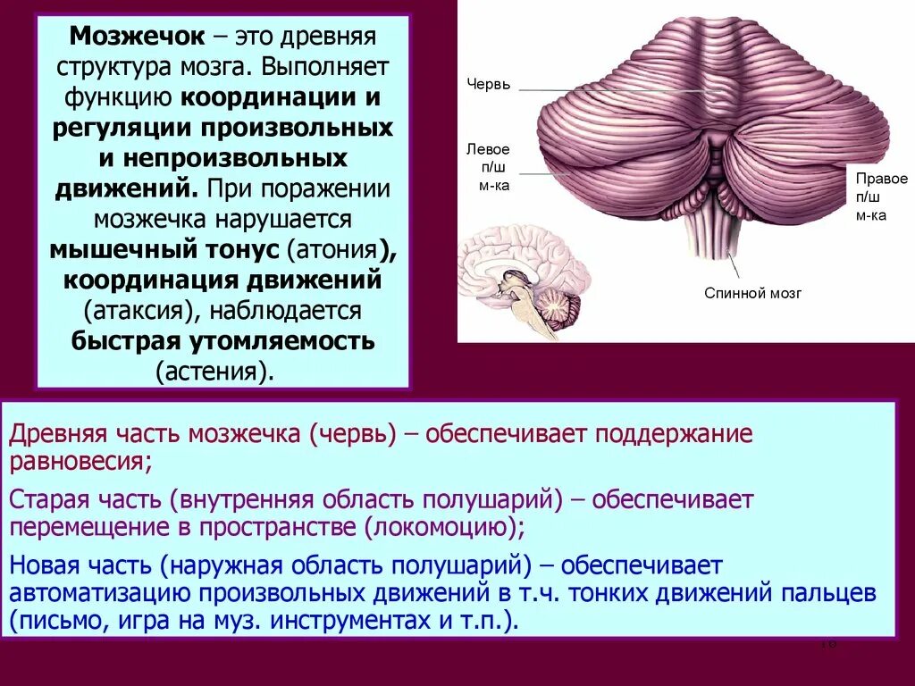 Строение и функции мозжечка головного мозга. Мозг строение мозжечка анатомия. Мозжечок строение и функции кратко таблица. Мозжечок строение препарат анатомия. Задний мозг мозжечок основные структуры.