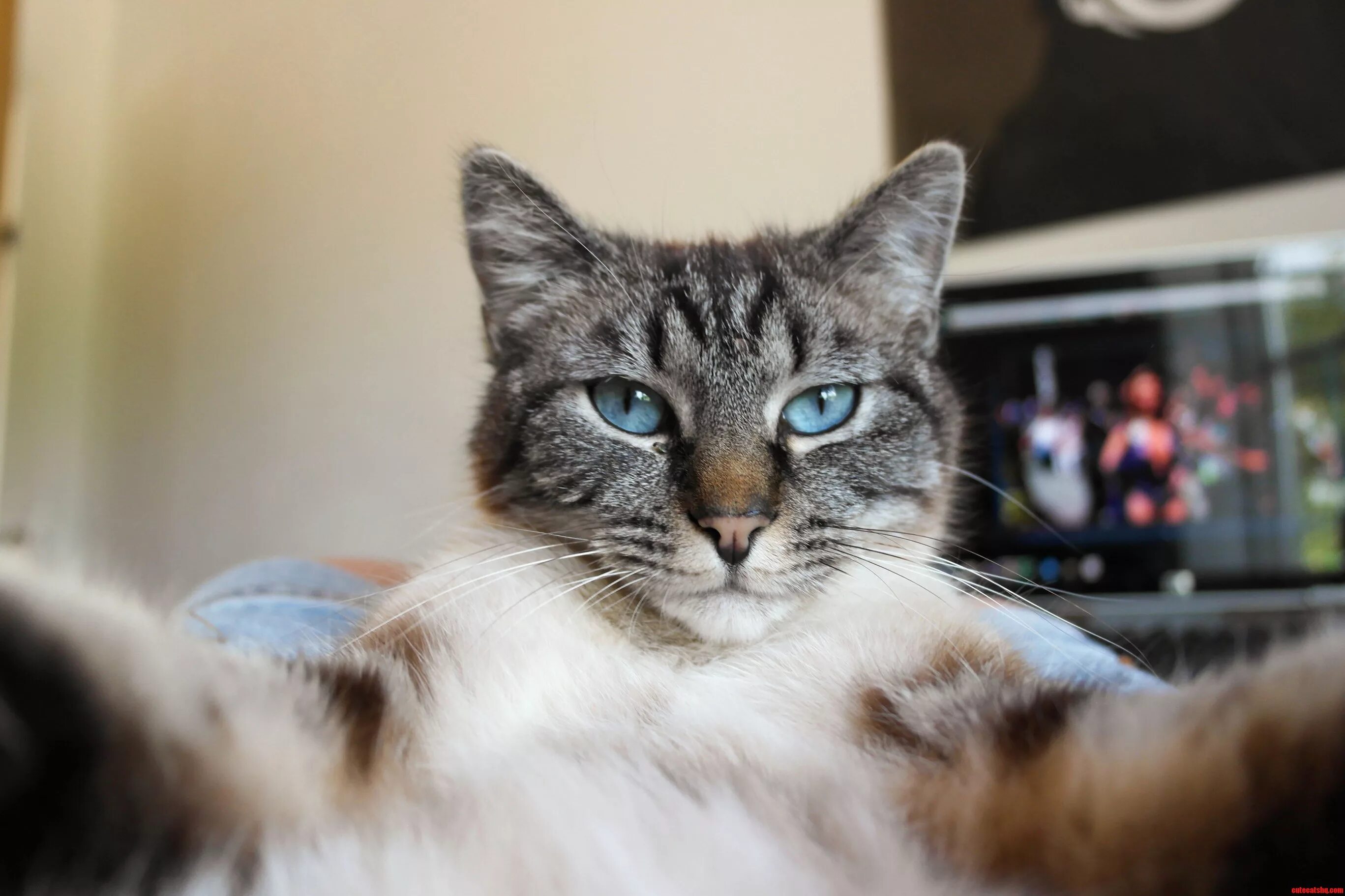 Фото кота. Кот селфи. Котик с камерой. Кот смотрит в камеру. Meow camera