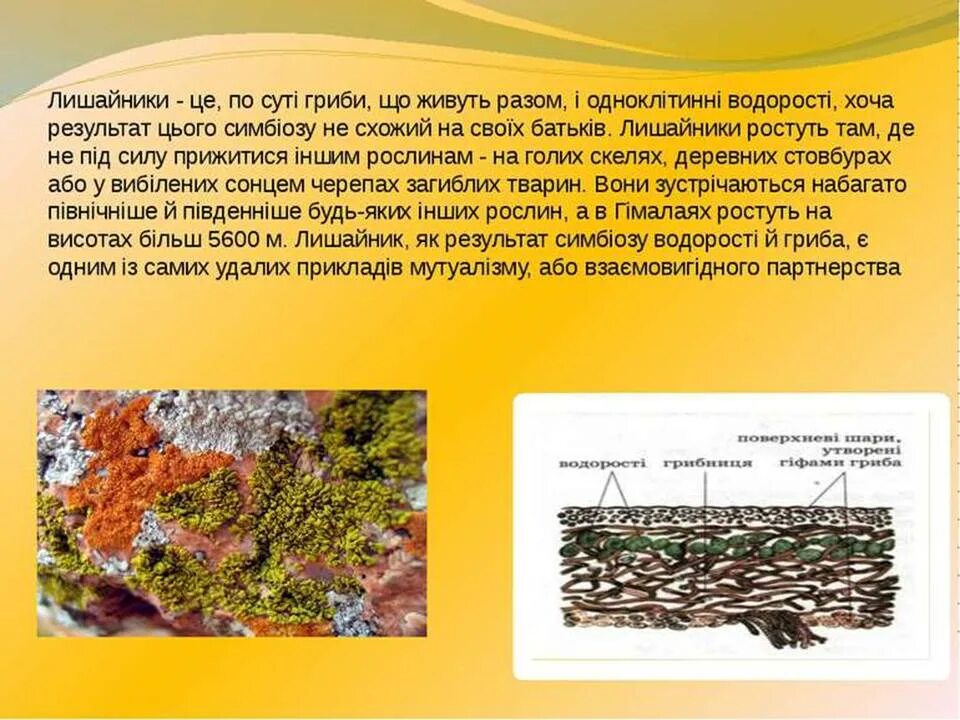 В состав лишайников входят водоросли. Водорості у складі лишайника. Організми, які разом з водоростями входять до складу лишайників. Основні особливості водоростей на укр мові. Функция водоросли в лишайнике