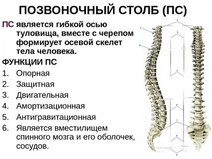 Особенности отделов позвоночника