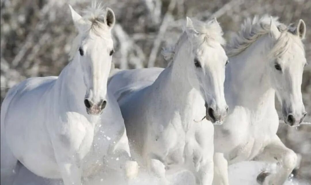 Конь звонкий. Три белых коня. Тройка белых лошадей. Три белых. Эх 3 белых коня.