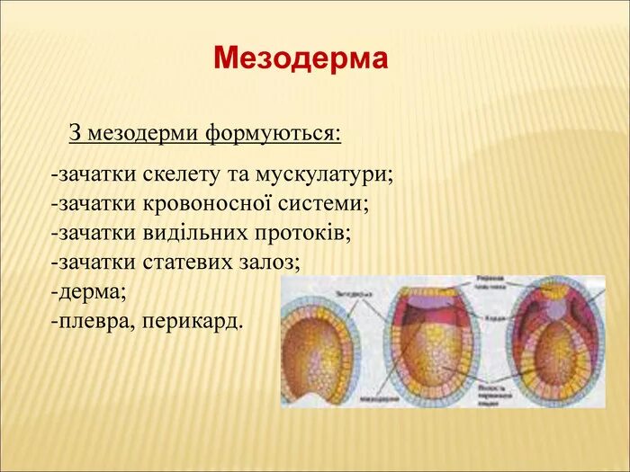 Мезодерма это. Мезодерма это