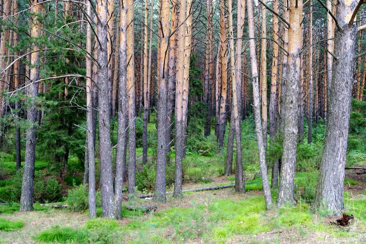 сосновый иркутская область. леса костромы и костромской области. сосновый иркутская область. лес сосновый бор марий эл. сосновый бор орел.
