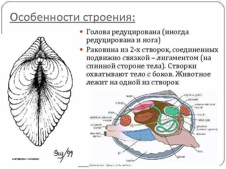 Нога редуцирована. Беззубка раковина редуцирована. беззубка голова редуцирована. редуцирована раковина у моллюсков. двустворчатые моллюски голова редуцирована.
