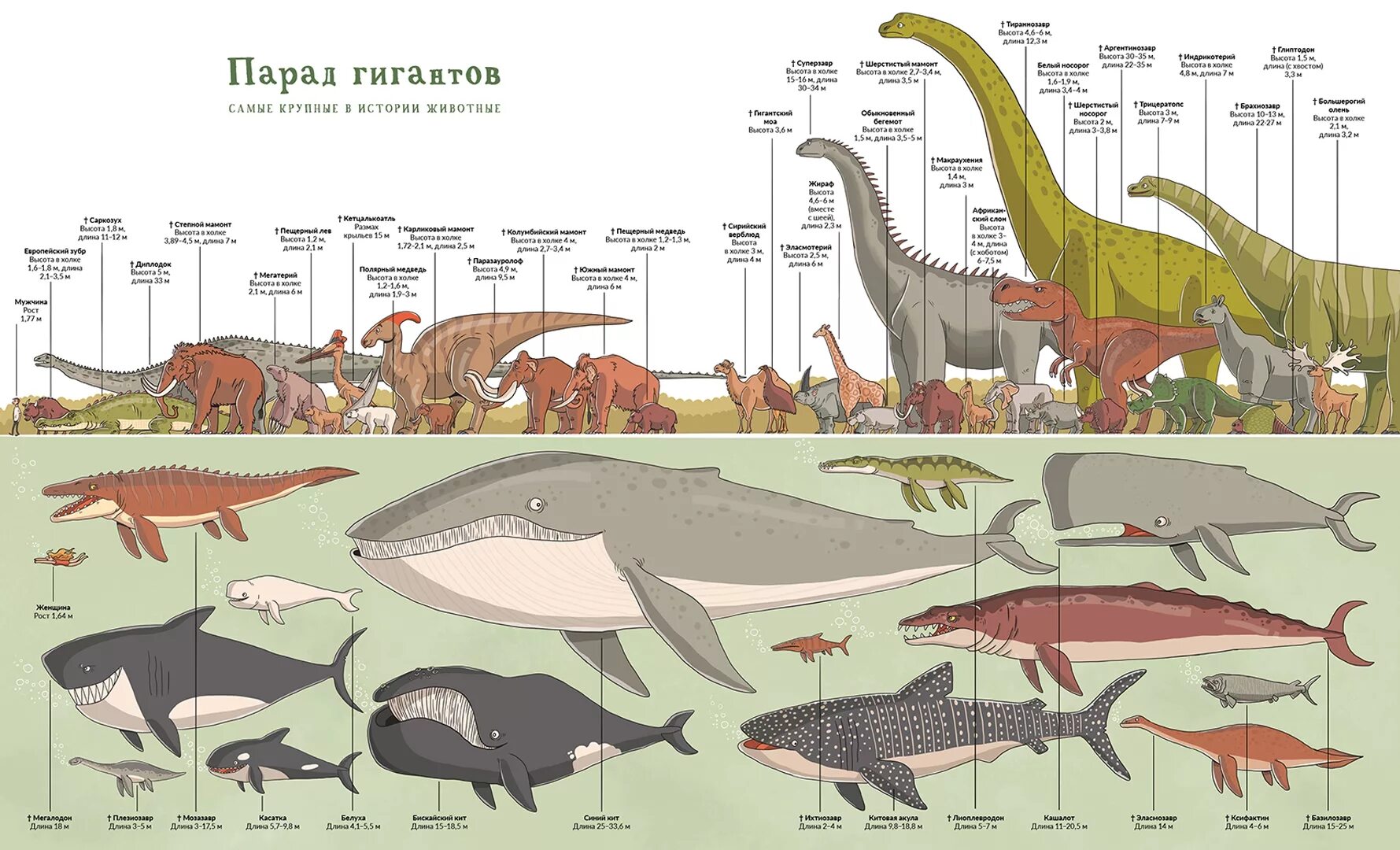 Сравнение динозавров. Динозавры в сравнении с человеком. Размеры динозавров в сравнении с человеком. Сравнительные Размеры динозавров.