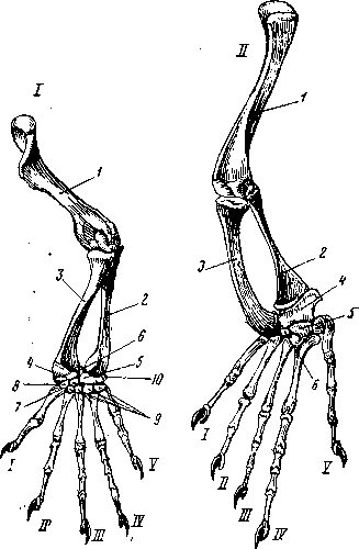 Конечности пресмыкающих. Скелет задних конечностей пресмыкающегося. Скелет задней конечности ящерицы. Строение конечностей ящерицы. Скелет передних конечностей рептилий.