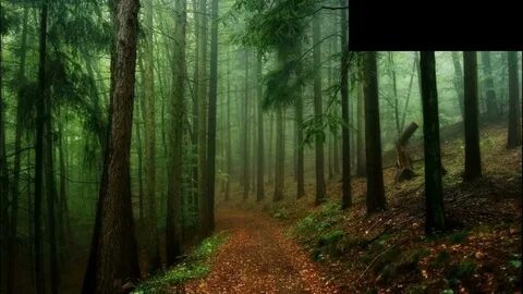 Красивый лес качество
