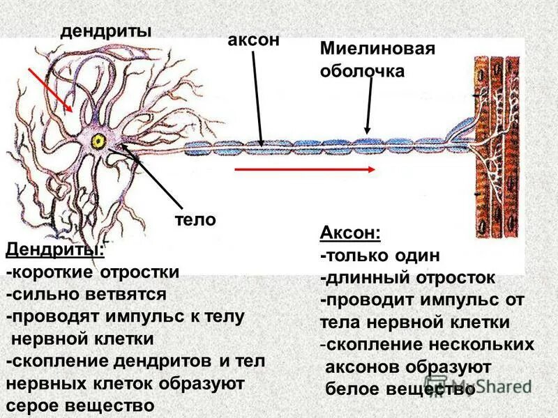 Аксон образует серое вещество. Нейрон Аксон миелиновая оболочка. Нейроны аксоны дендриты. Строение нейрона дендриты Аксон. Отростки нейрона: Аксон, дендриты..